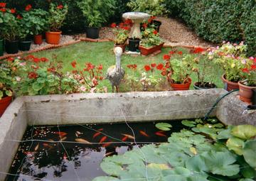 My first concrete pond